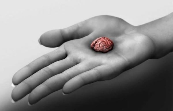 Человеческие мини-мозги, созданные в лаборатории, способны чувствовать боль