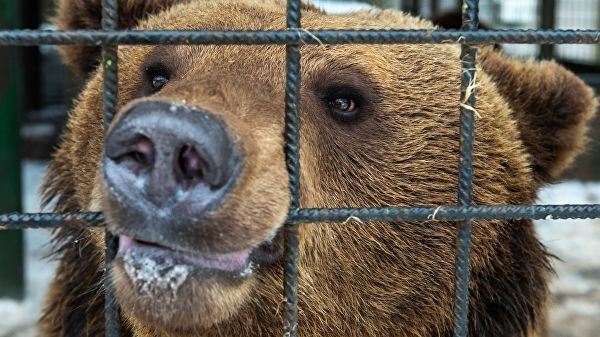 <br />
Эксперты оценили объем интернет-рынка диких животных в России<br />
