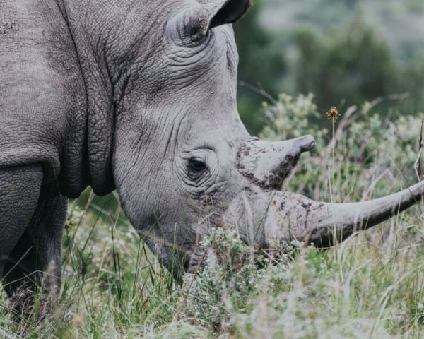 Остановить истребление носорогов можно, сделав их рога искусственными