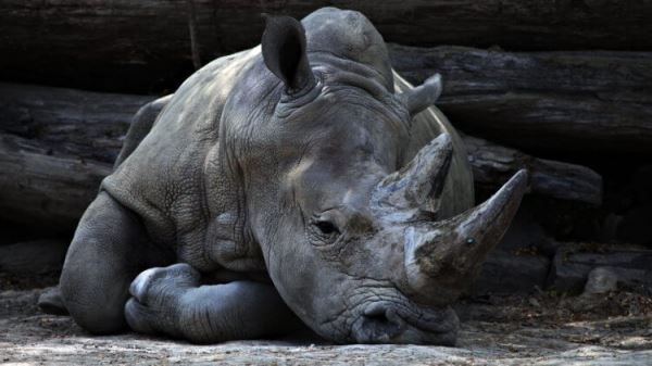 Остановить истребление носорогов можно, сделав их рога искусственными